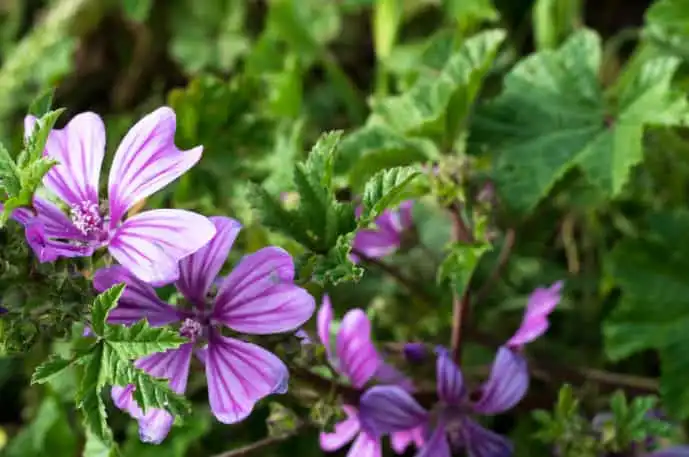 What does Mallow Extract do for the Body?
